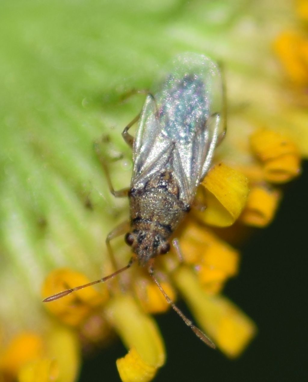 Lygaeidae: Nysius senecionis